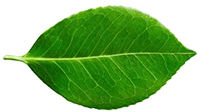 Plant-Derived Hydroxyethylcellulose