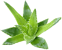 Organic Aloe Leaf Juice Extract (Aloe Barbadensis)